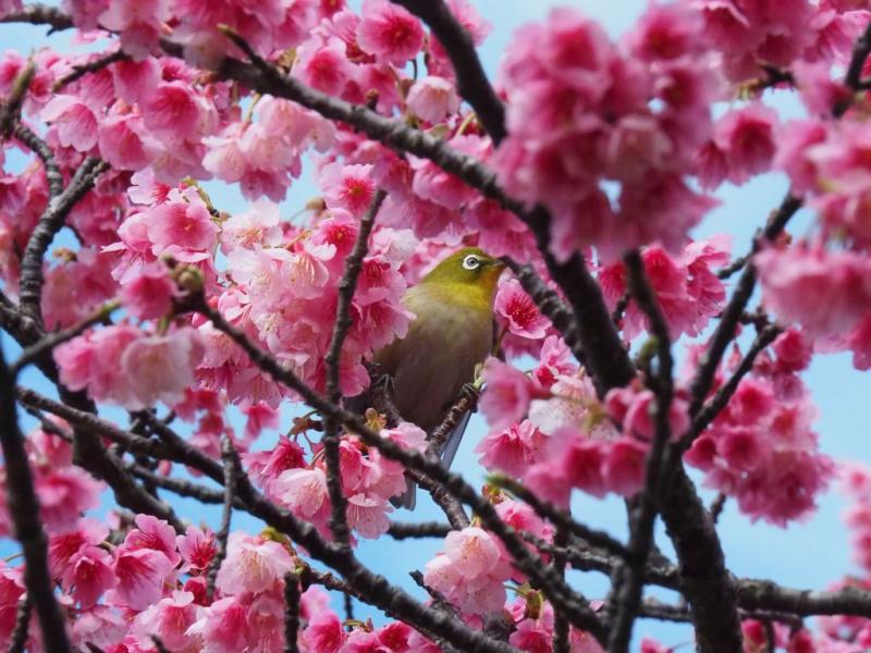 緋寒桜とメジロ1